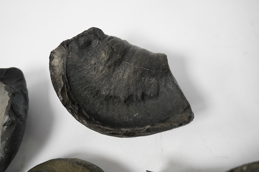 Five fossilised whale ear drums, largest 9cm long. Condition - mostly fair to good, one with small break